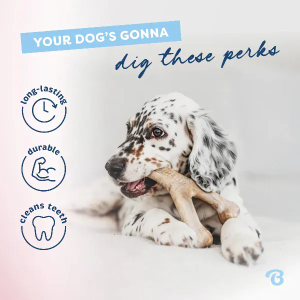 Benebone Wishbone Puppy Chew Toy - Image 3