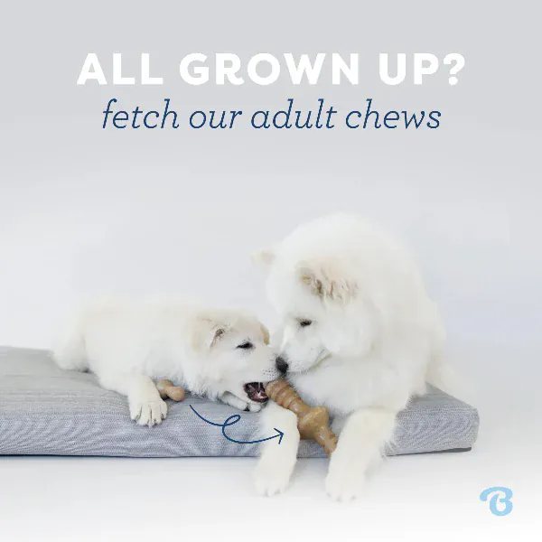 Benebone Wishbone Puppy Chew Toy - Image 5