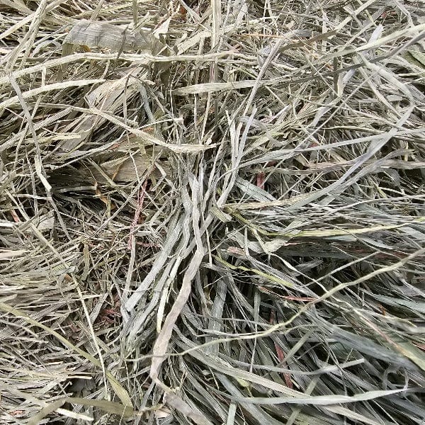 Blue Mountain Hay High-Altitude Orchard Grass Hay - Image 3
