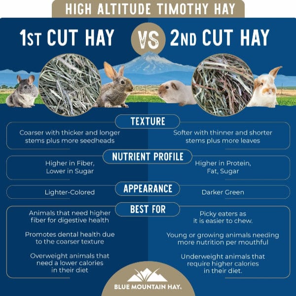 Blue Mountain Hay High-Altitude Timothy Hay (1st Cutting) - Image 3