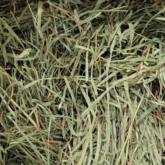 Blue Mountain Hay High-Altitude Timothy Hay, 25lb (2nd Cutting) - Image 3