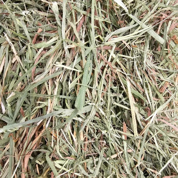 Blue Mountain Hay High-Altitude Timothy Hay, 25lb (2nd Cutting) - Image 4