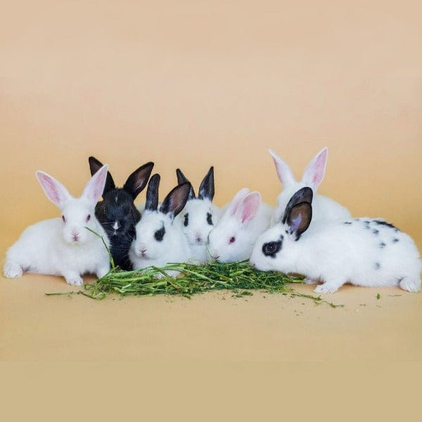 Blue Mountain Hay High-Altitude Young Pet Hay Blend, 5lb - Image 3