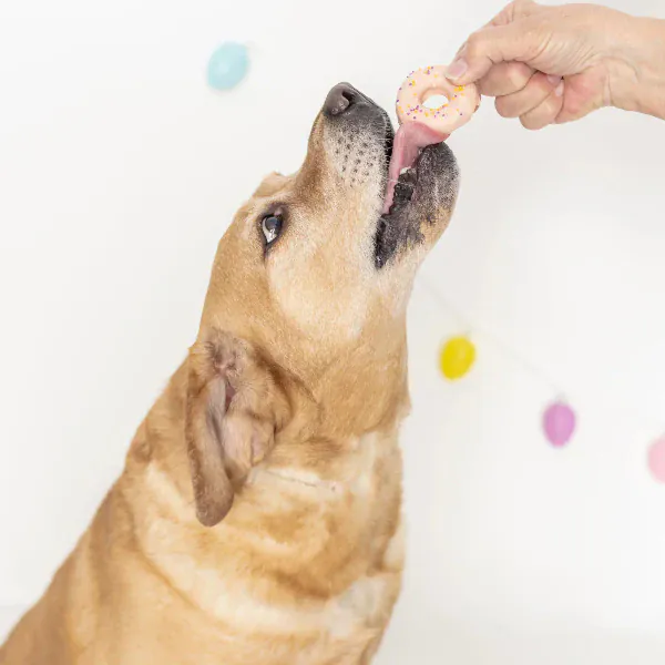 Bosco and Roxy's Easter | Hoppy Rings - Image 3
