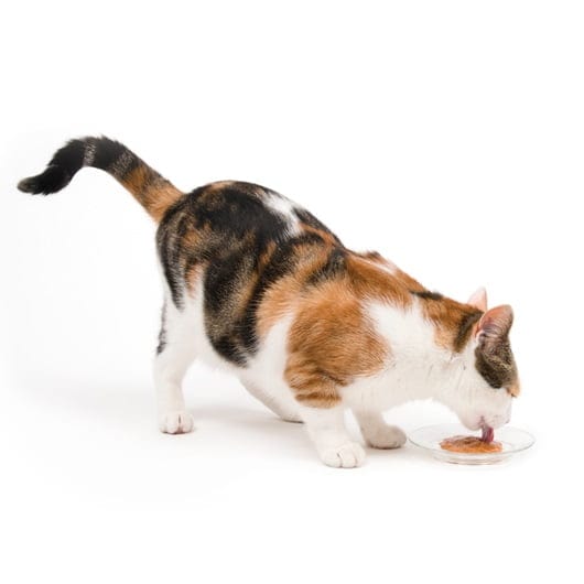 Catit Creamy Lickable Salmon Recipe Cat Treat - Image 8