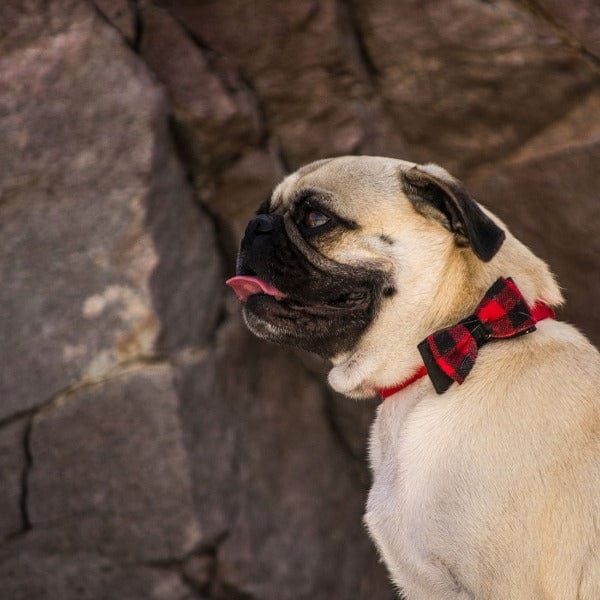 Coastal Accent Microfiber Dog Collar - Image 2