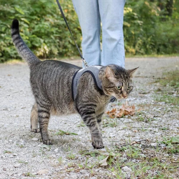 Coastal Adjustable Cat Wrap Harness with 6' Leash - Image 3
