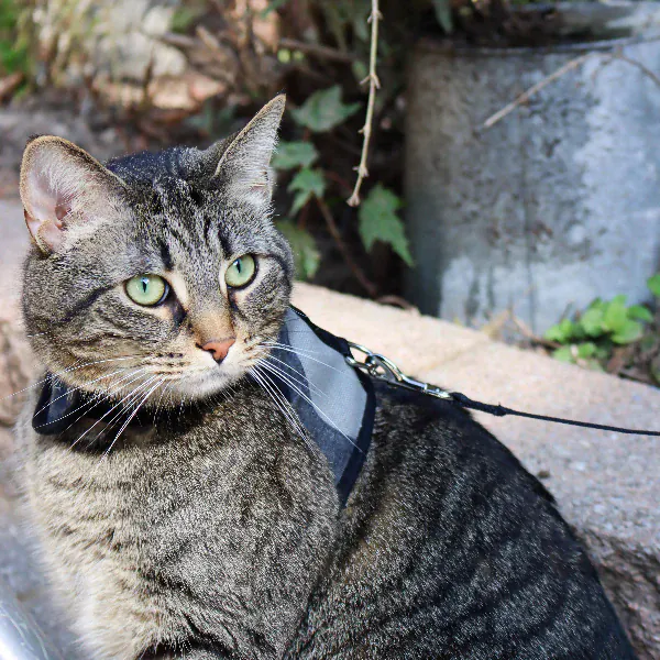 Coastal Adjustable Cat Wrap Harness with 6' Leash - Image 4