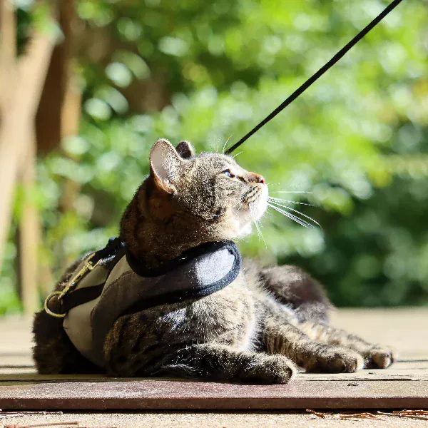 Coastal Adjustable Cat Wrap Harness with 6' Leash - Image 5
