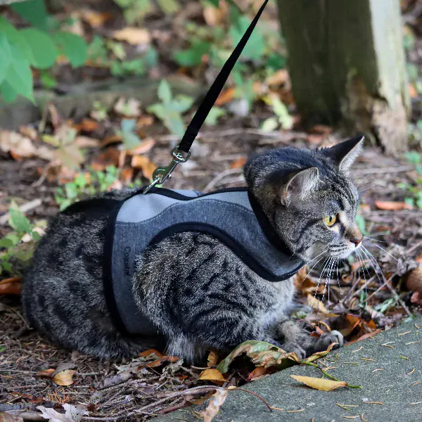Coastal Adjustable Cat Wrap Harness with 6' Leash - Image 6