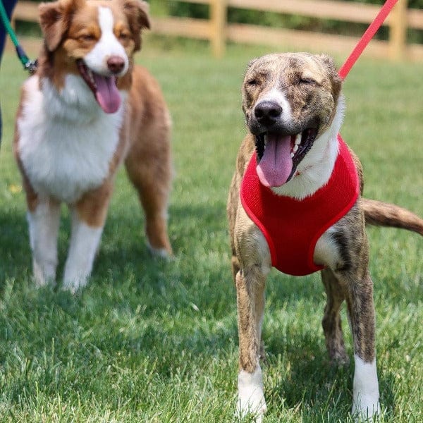 Comfort Soft Adjustable Dog Harness - Image 4