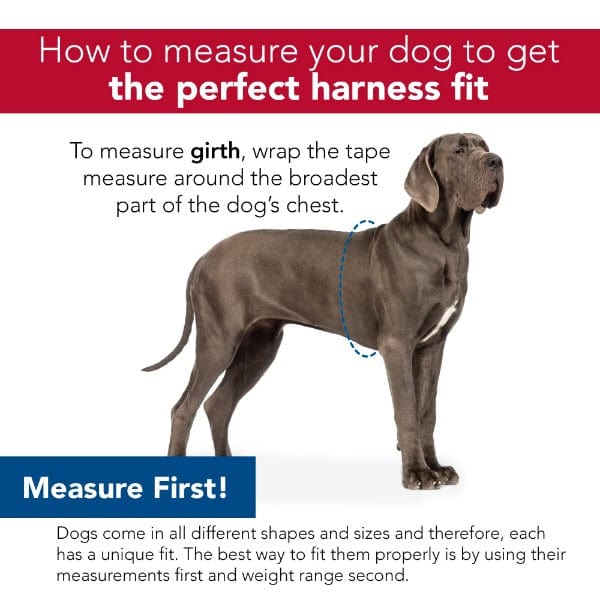 Comfort Soft Reflective Wrap Adjustable Dog Harness - Image 6