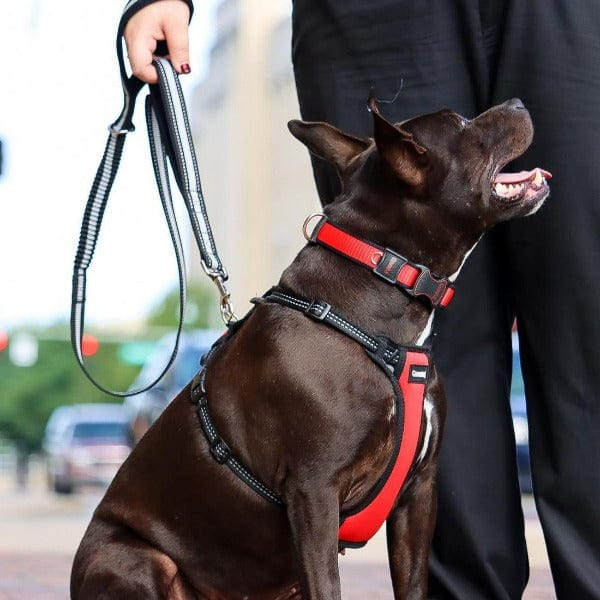 Coastal Double-Handle Bungee Leash - Image 2