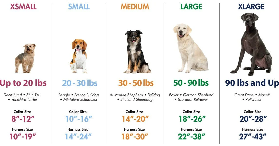 Coastal No Slip Adjustable Martingale Dog Collar with Buckle - Image 3