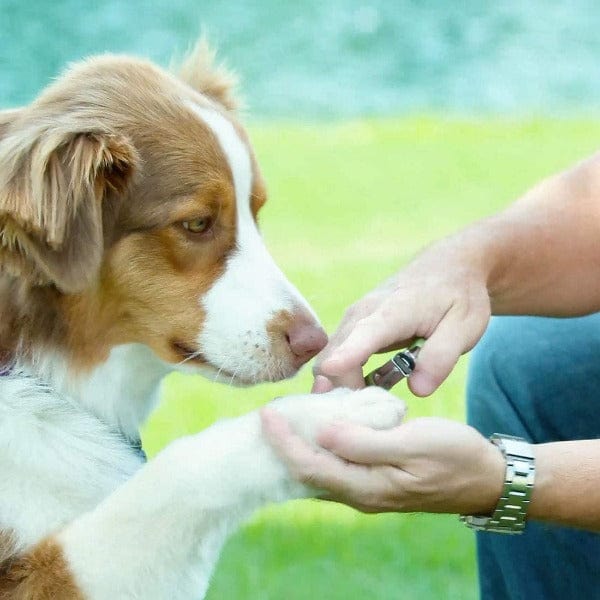Safari Guillotine Dog Nail Trimmer - Image 4