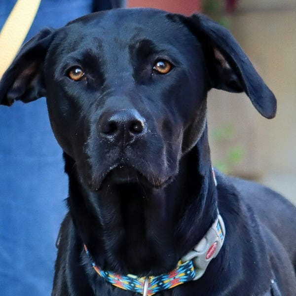 Sublime Adjustable Dog Collar - Image 2