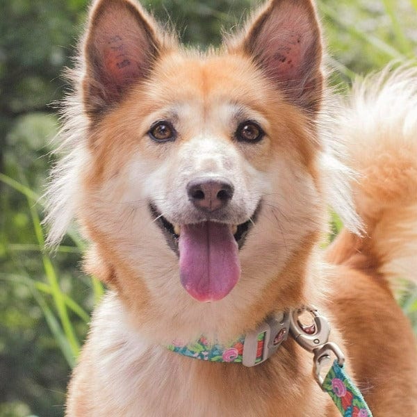 Sublime Dog Leash - Image 2