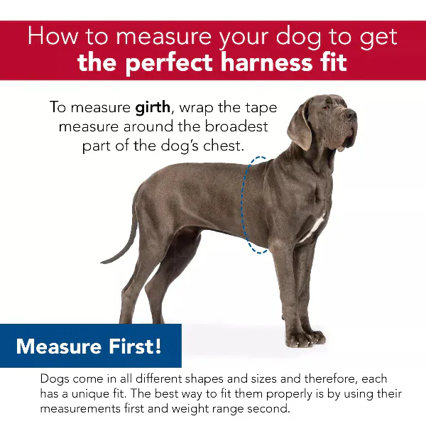 Comfort Soft Sport Wrap Adjustable Dog Harness - Image 3