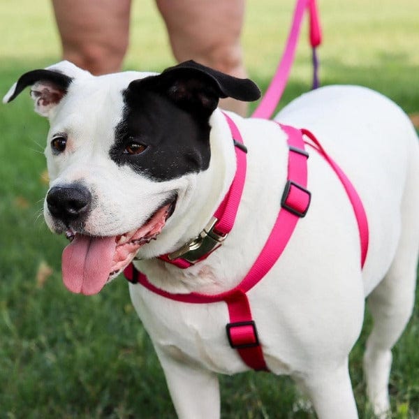 Comfort Wrap Adjustable Nylon Dog Harness - Image 3