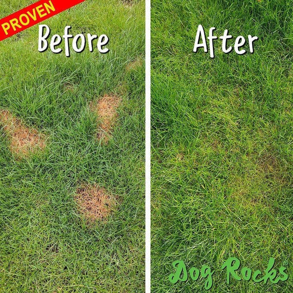 Dog Rocks - Save your Lawn - Image 2
