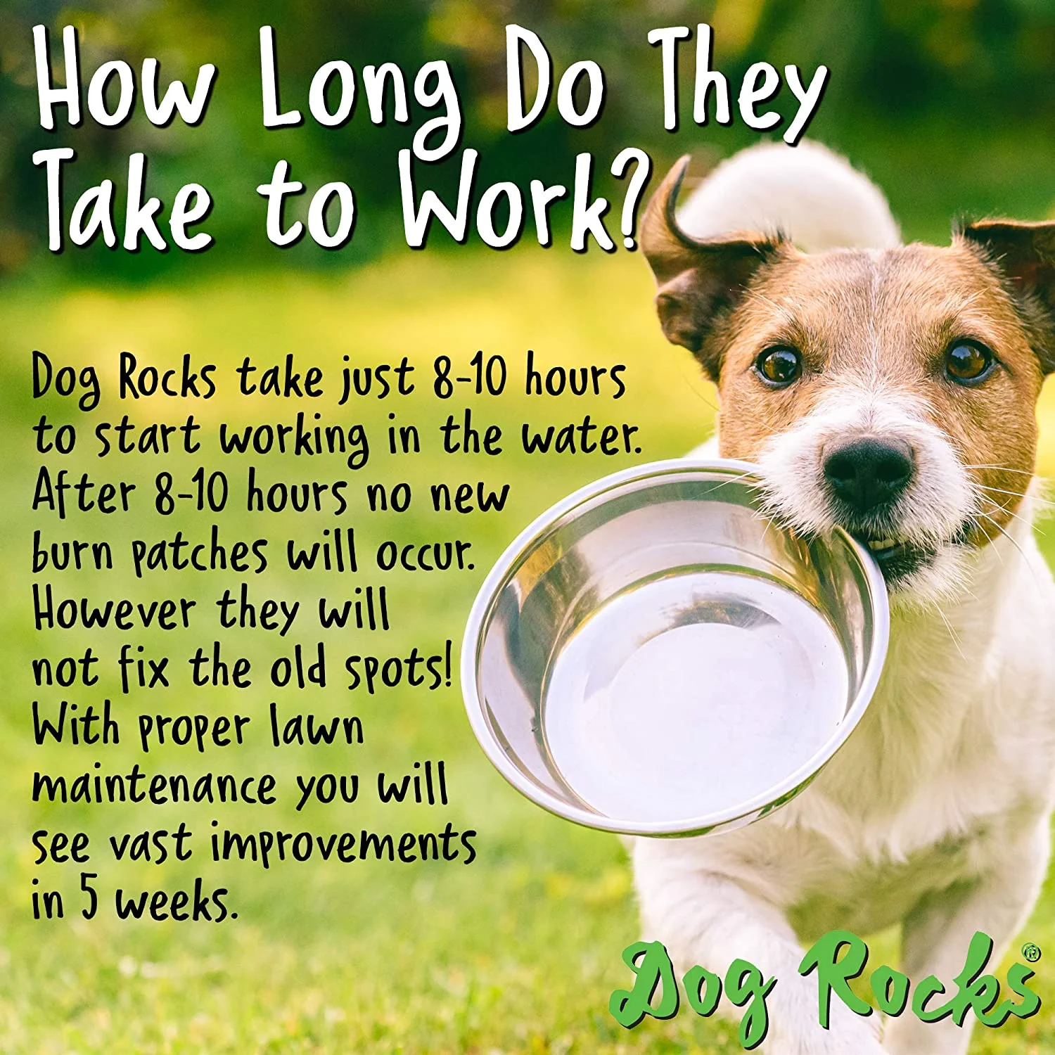 Dog Rocks - Save your Lawn - Image 6