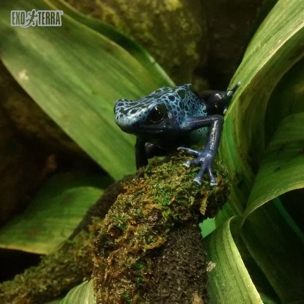 Exo Terra Moss Vine for Reptiles - Image 2