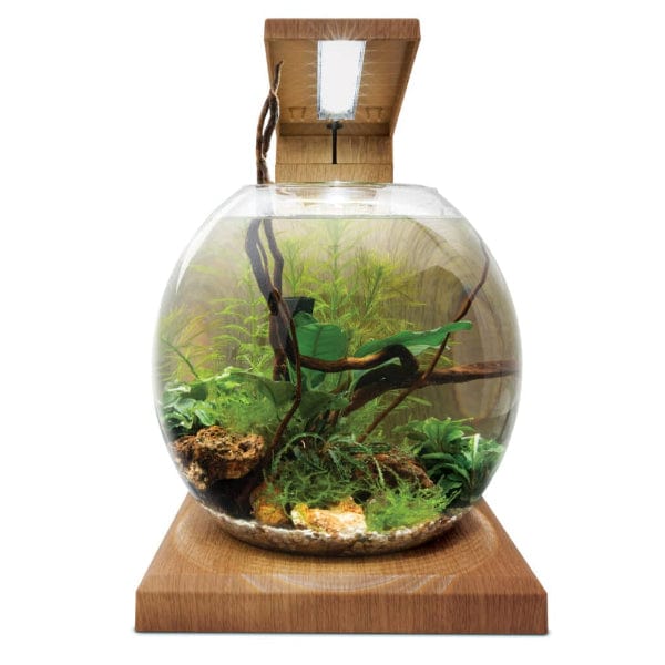 Fluval Liv Microscaping Aquarium Kit, 1.6 US Gal / 6 L, Teak - Image 4