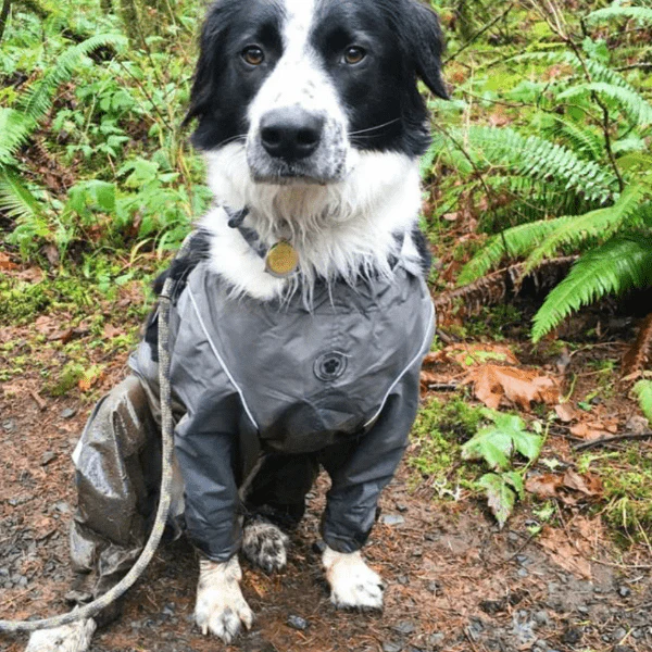FouFouDog Bodyguard Dog Pants - Image 2