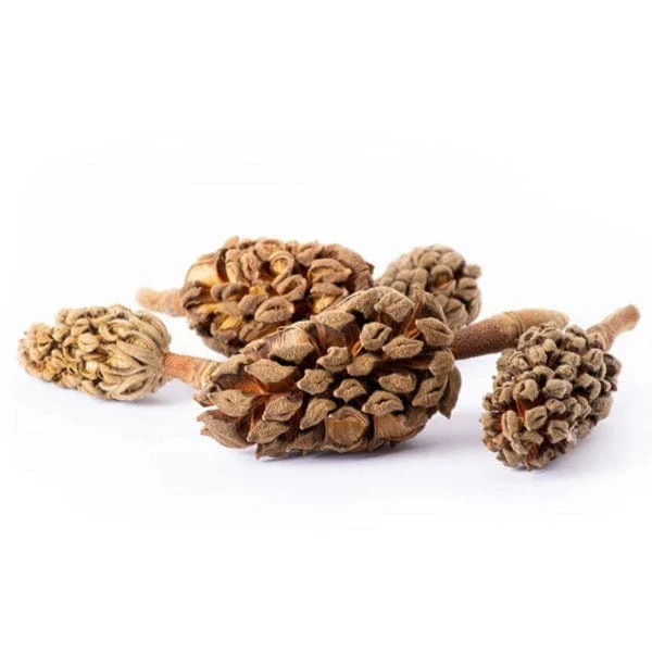 Galápagos Magnolia Seed Pods - Image 2