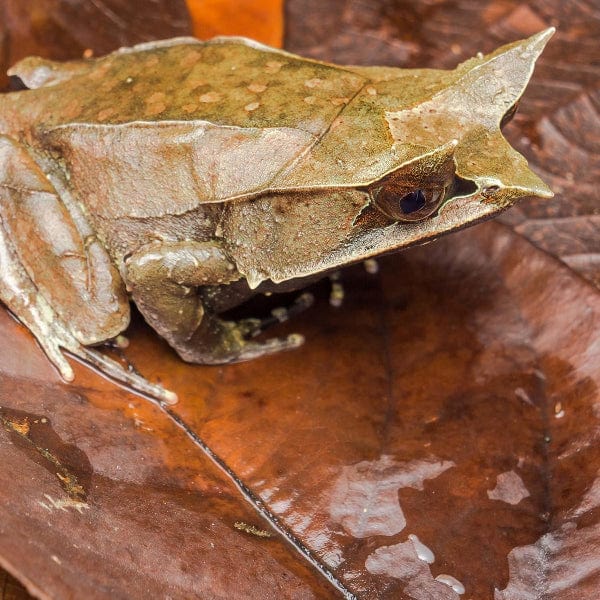 Galápagos Natural Magnolia Leaf Litter - Image 3