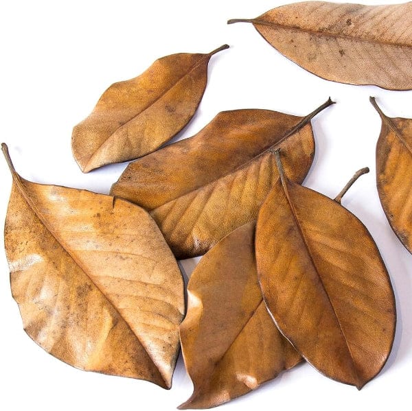 Galápagos Natural Magnolia Leaf Litter - Image 4