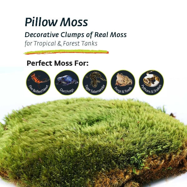 Galápagos Pillow Moss - Image 2