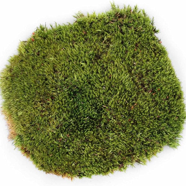 Galápagos Pillow Moss - Image 6