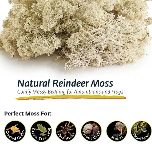 Galápagos Reindeer Moss - Image 2