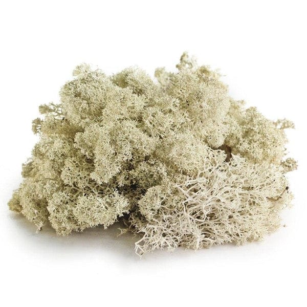 Galápagos Reindeer Moss - Image 3