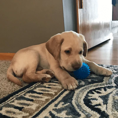 Gnawsome Small Squeak and Light Ball - Image 4