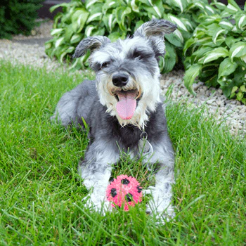 Gnawsome Small Squeak & Light Soccer Ball - Image 4