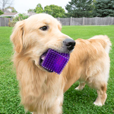 Gnawsome Spiky Squeaker Cube Dog Toy - Image 4