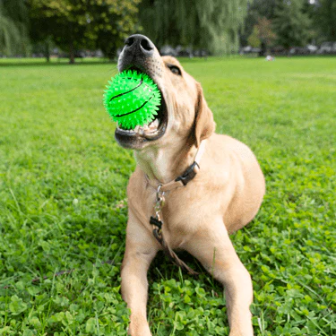 Gnawsome Squeak & Light Basketball - Image 4