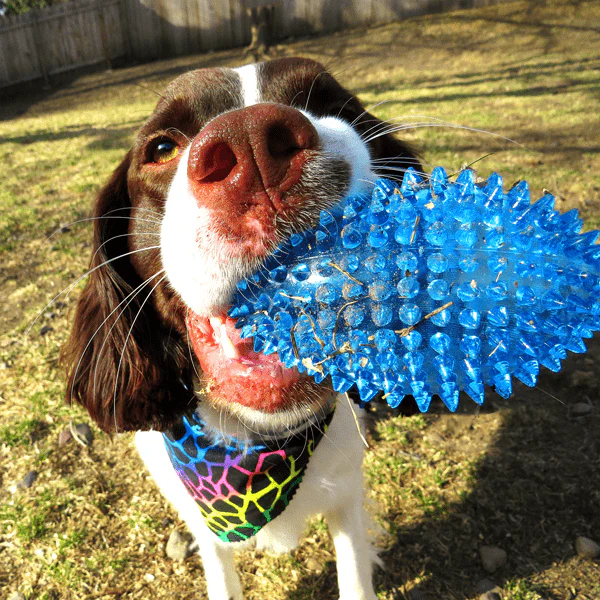 Gnawsome Squeaker Football - Image 4