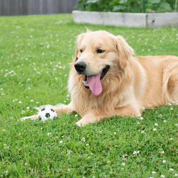 Gnawsome Squeaker Soccer Ball - Image 4
