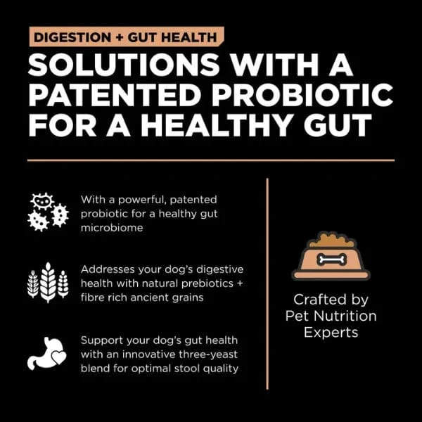 Go! Solutions Digestion + Gut Health, Salmon Recipe with Ancient Grains Dry Dog Food - Image 3