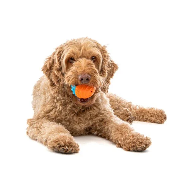 GURU Crunch & Squeak Ball Dog Toy - Image 2