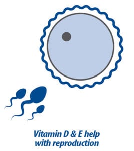 Hari Prime Vitamin Mineral Amino Acid Supplement for Birds - Image 5