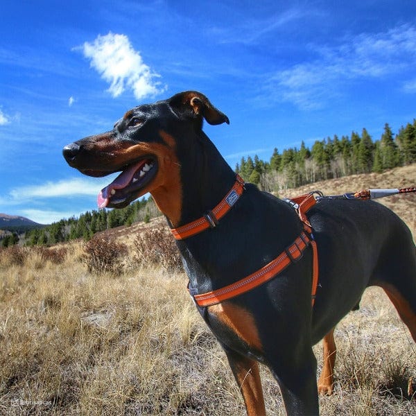 K9 Explorer Reflective Adjustable Dog Collar - Image 5