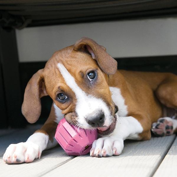 KONG Activity Ball Puppy Toy - Image 2