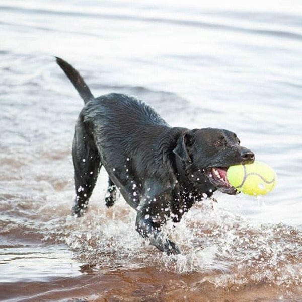 KONG Airdog Squeaker Football Dog Toy - Image 2
