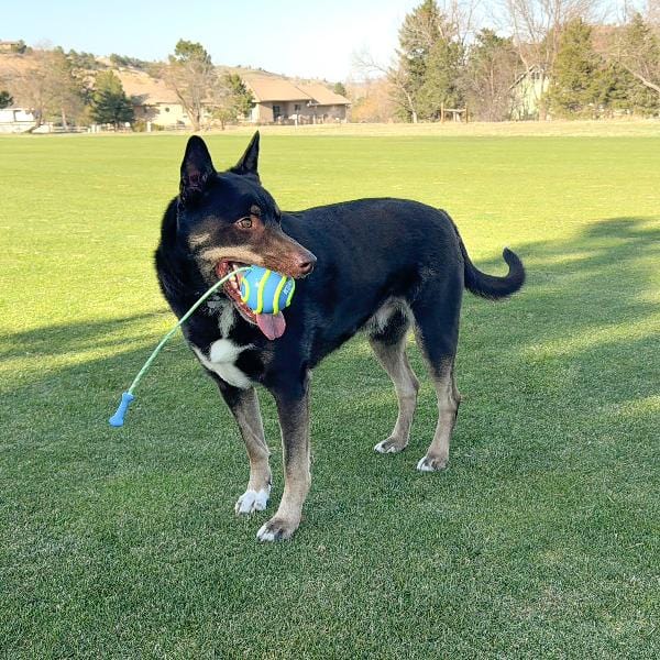 KONG Bunji High-Viz Ball Dog Toy - Image 2