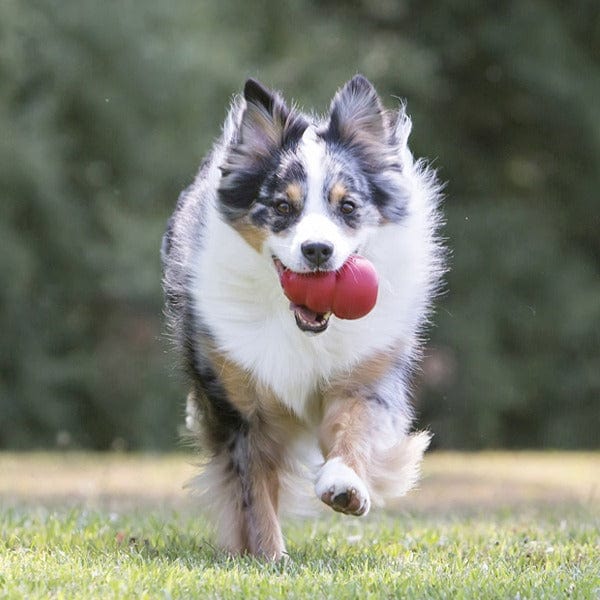 KONG Classic Dog Toy - Image 2