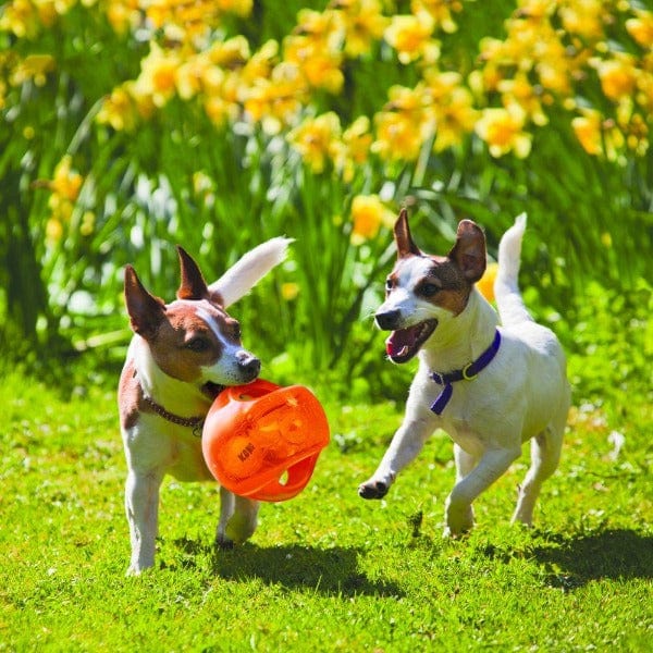 KONG Jumbler Ball Assorted Dog Toy - Image 2